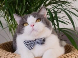 cat photoshoot